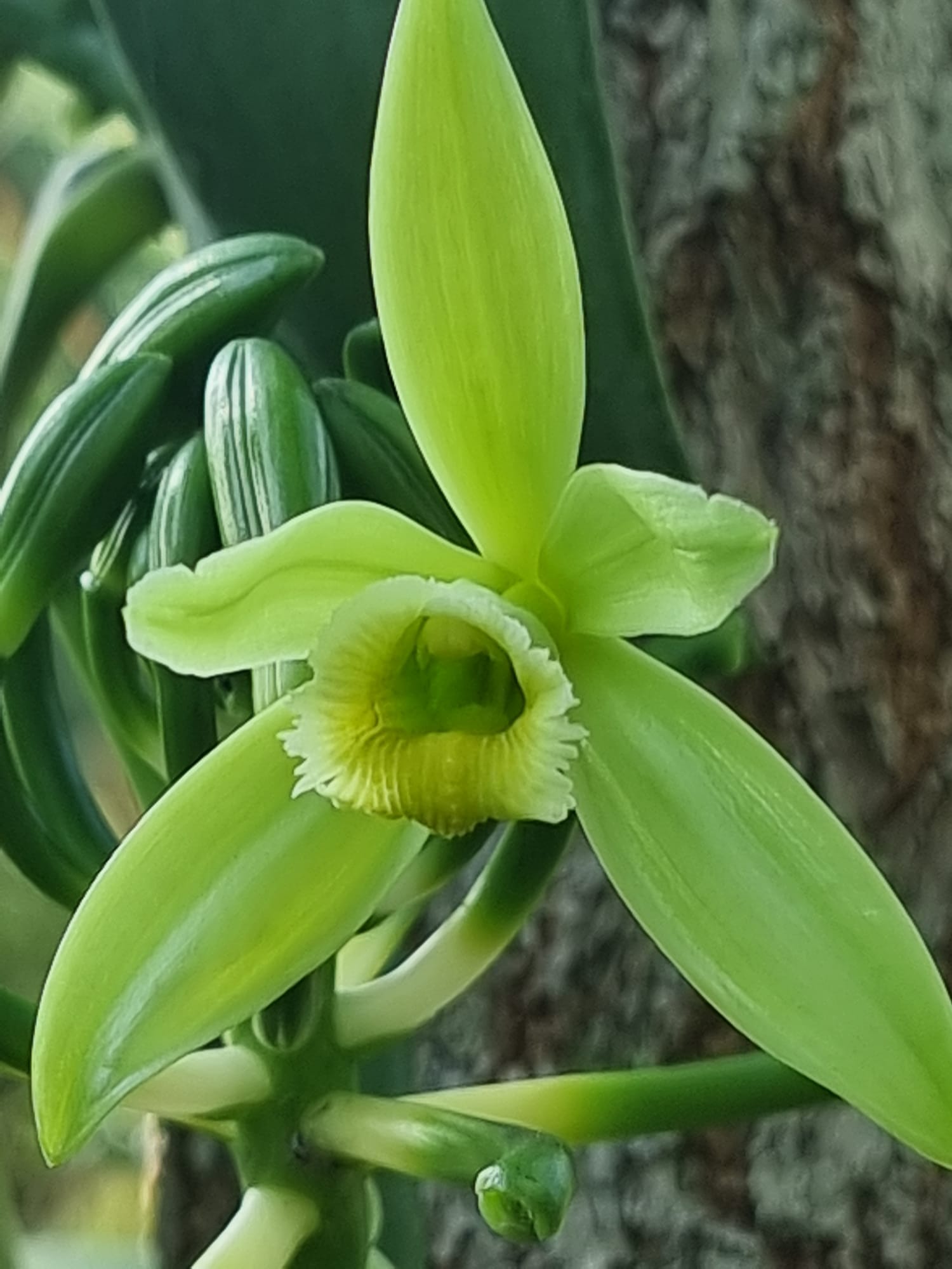 Fleur de vanille verte épanouie sur la liane