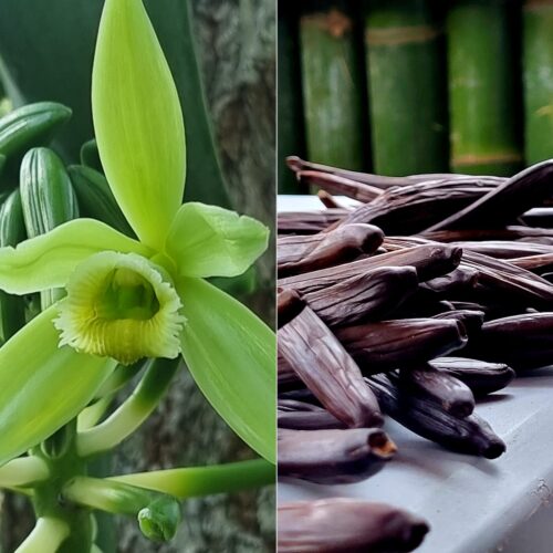 Fleur d'orchidée vanille et gousses séchées de Papantla — Vanilla planifolia