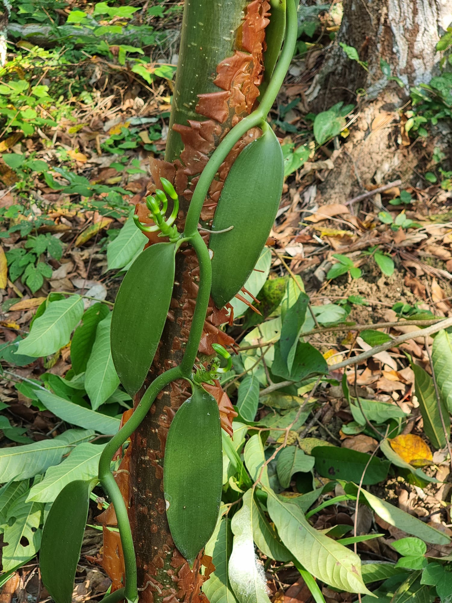 Liane de Vanilla planifolia grimpant sur un tronc d'arbre
