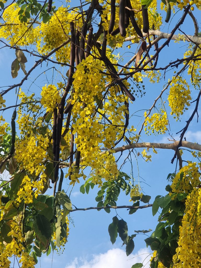 Couleurs jaune et orange du Mexique