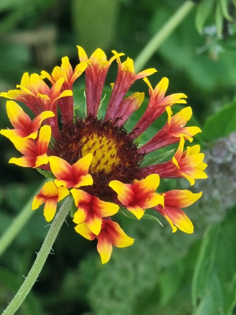 Couleurs jaune et orange du Mexique