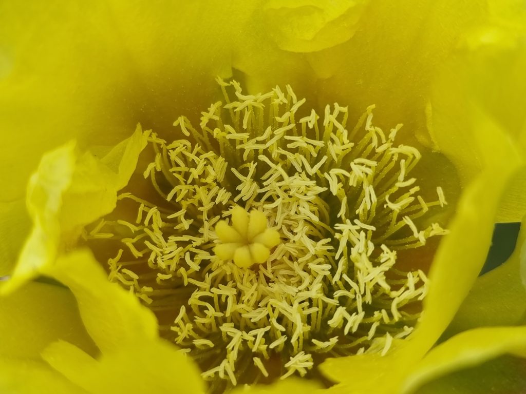 Couleurs jaune et orange du Mexique