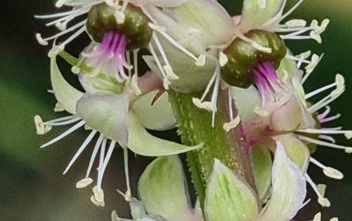 Couleur rose au Mexique — Rosa Mexicano