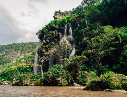 Ambre du Chiapas : 25 millions d&rsquo;années enfermées dans une résine mexicaine