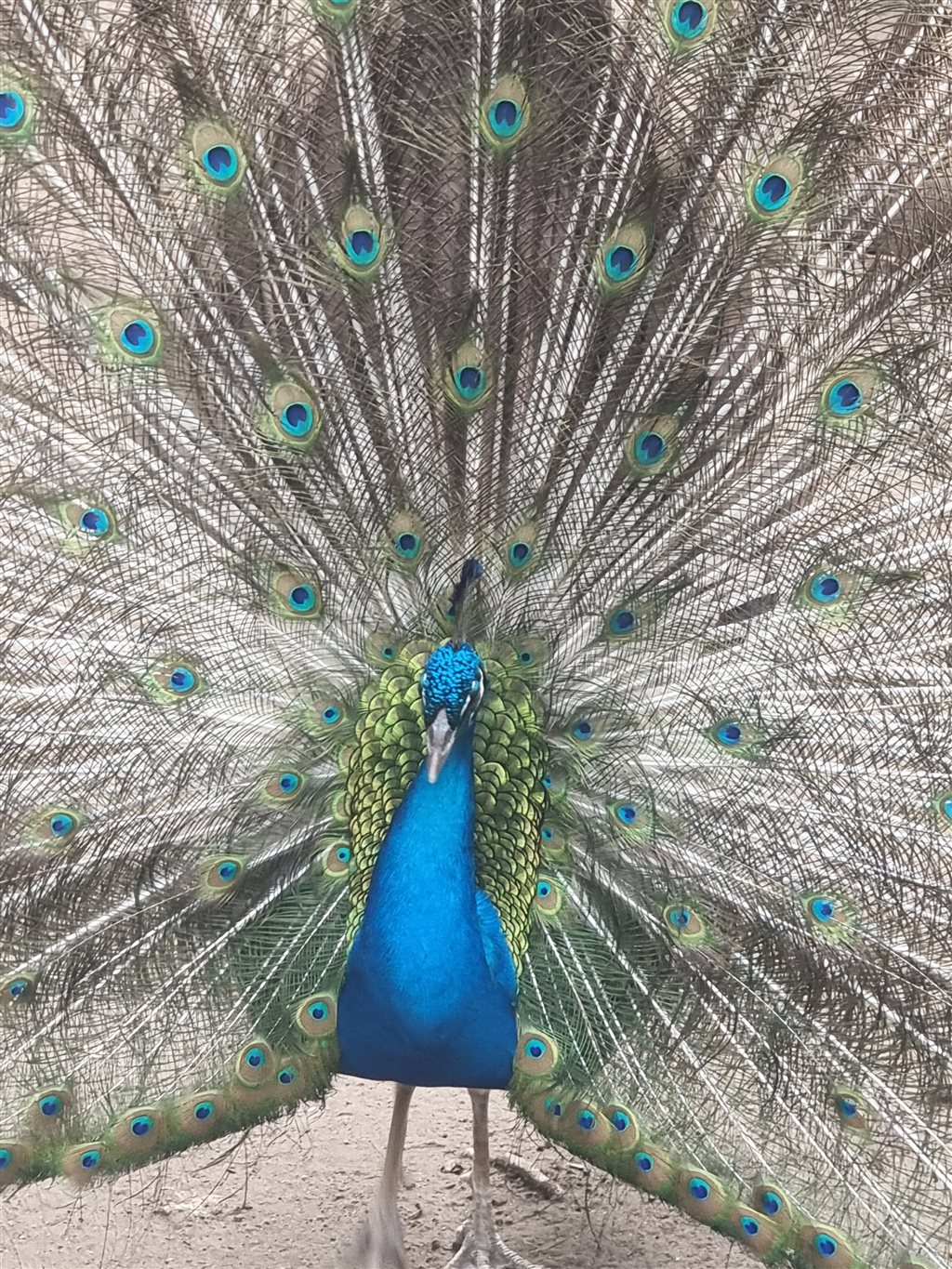 Bleu Maya