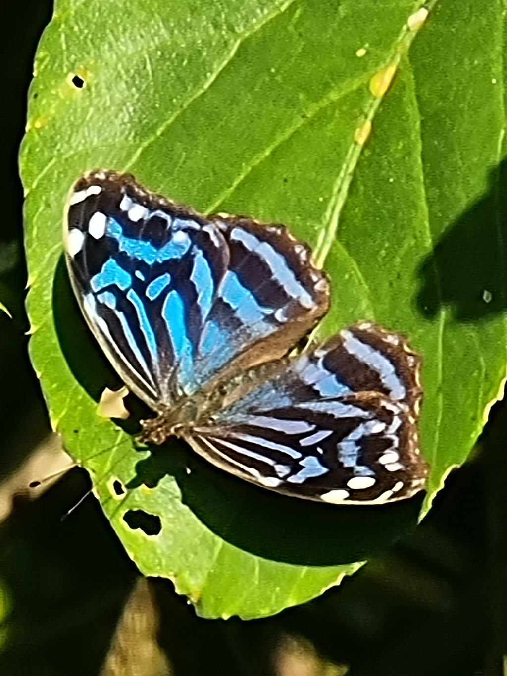 Bleu Maya