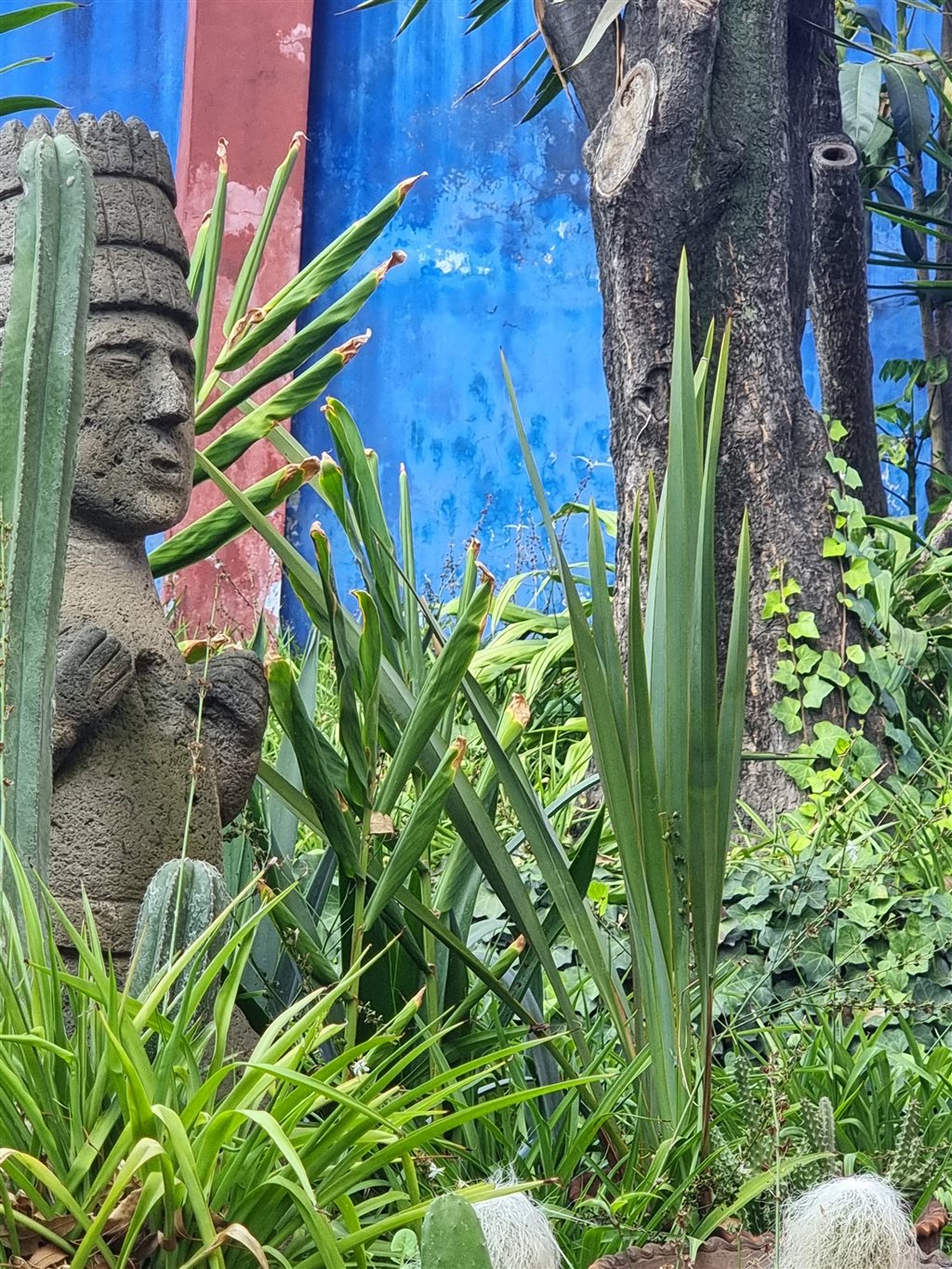 Casa Azul Frida