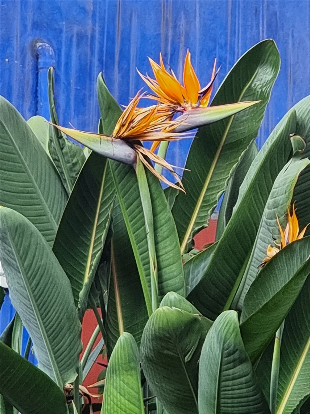 Casa Azul Frida