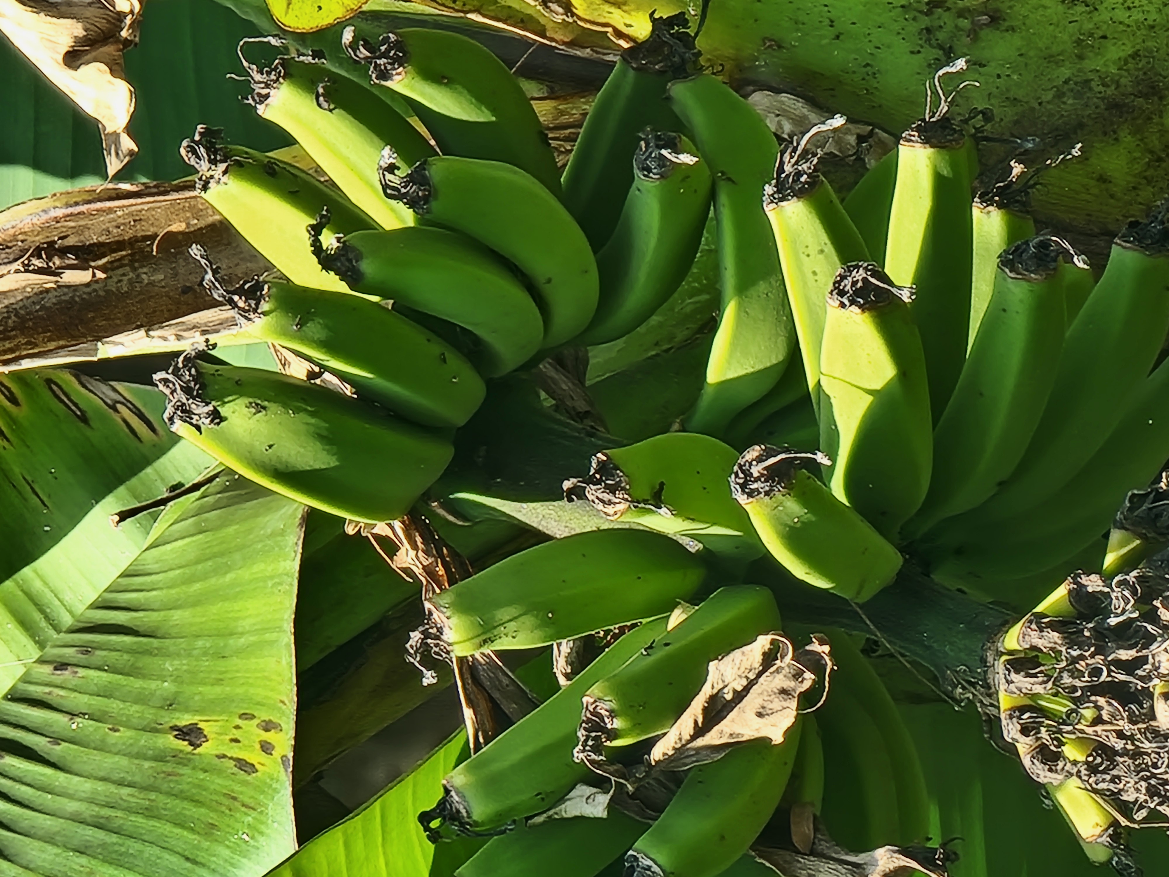 Bananes vertes Mexique