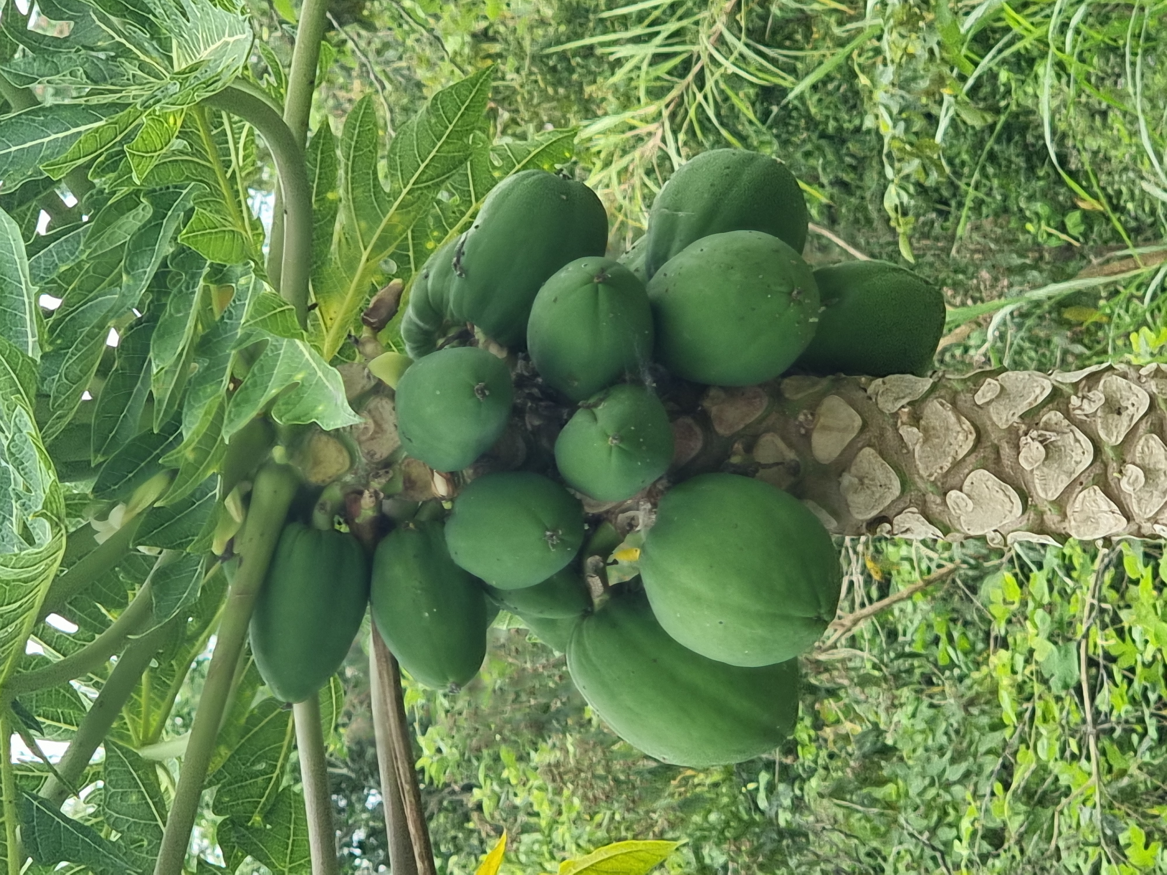 Papayes vertes au marché mexicain