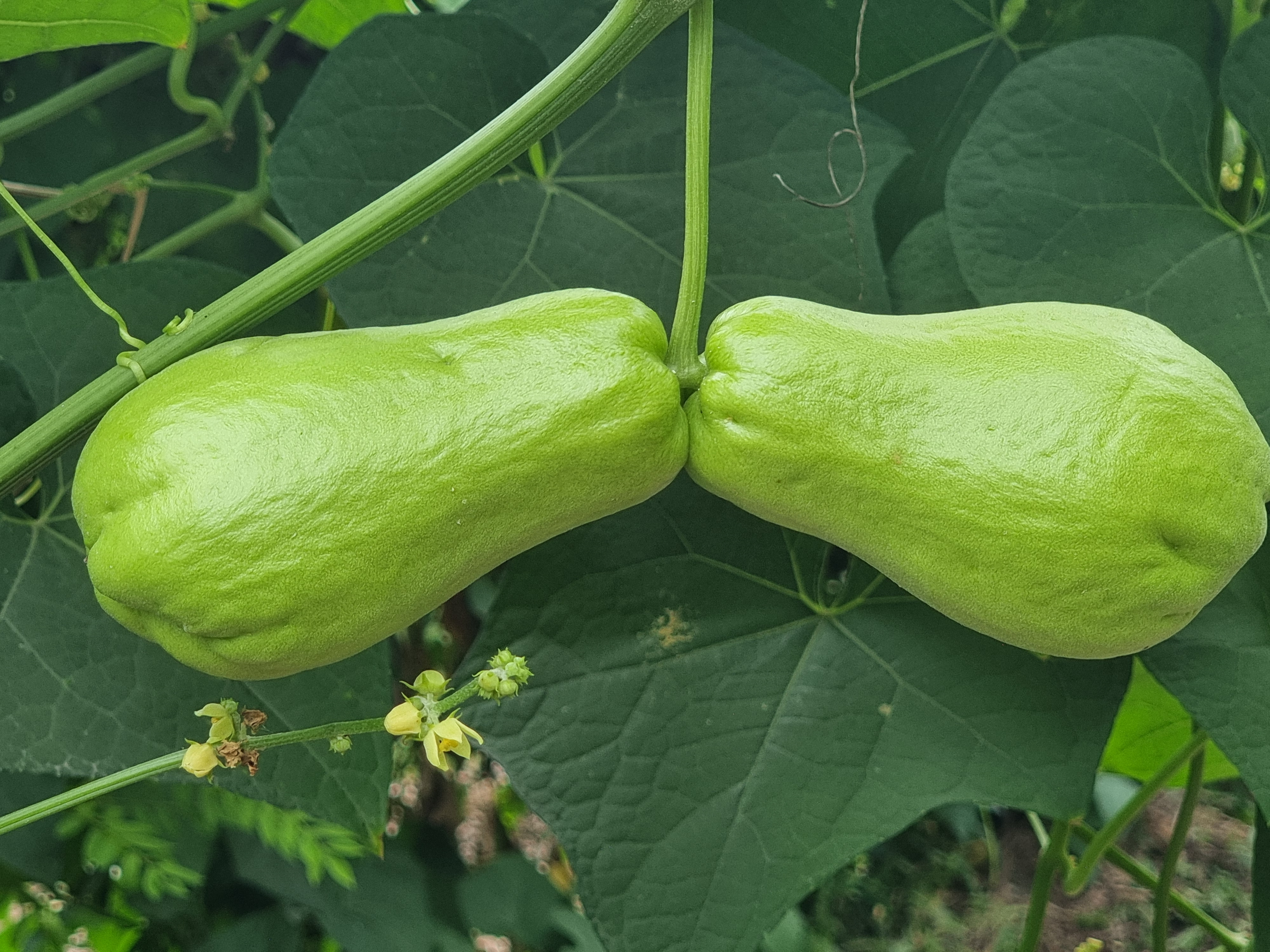 Chayotes vertes au marché mexicain