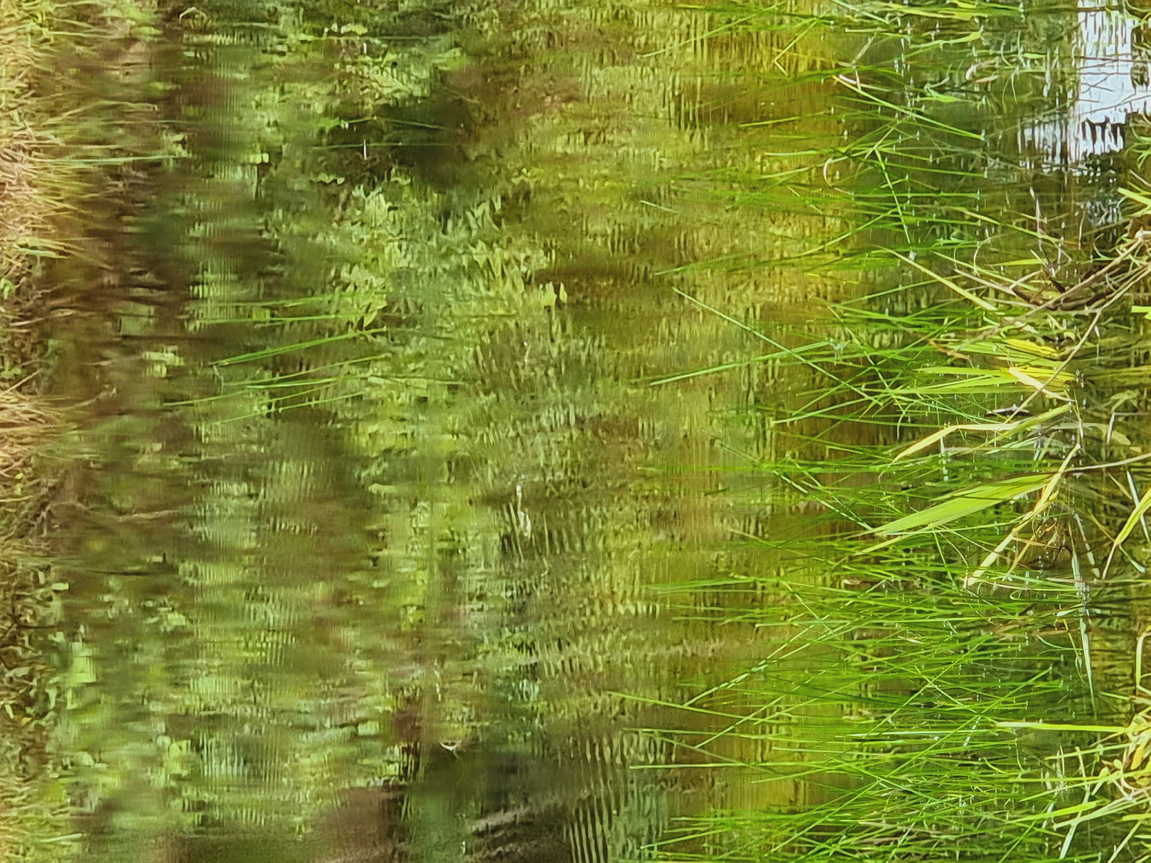 Reflets verts dans eau tropicale Mexique