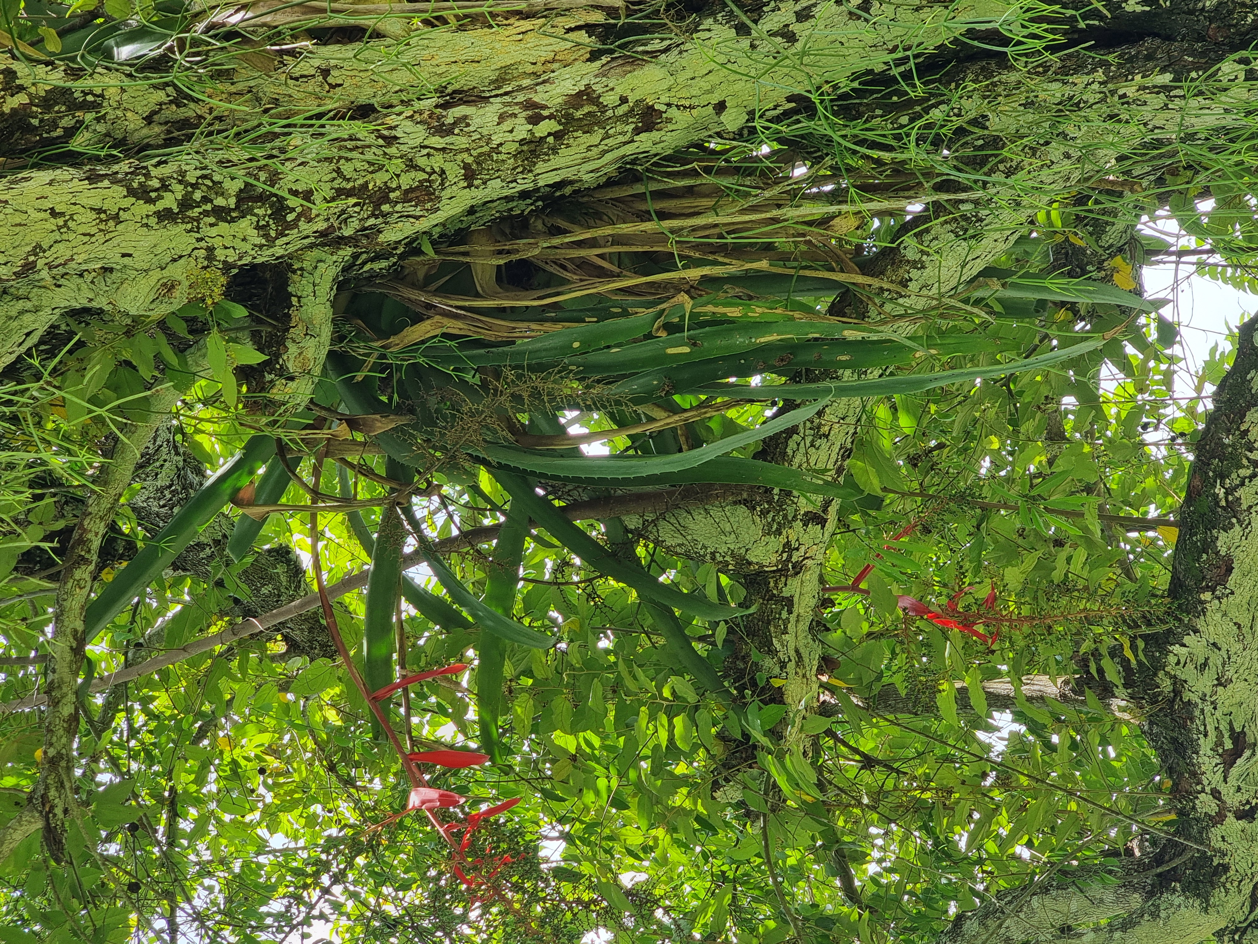 Broméliacées et canopée tropicale El Tajín Veracruz
