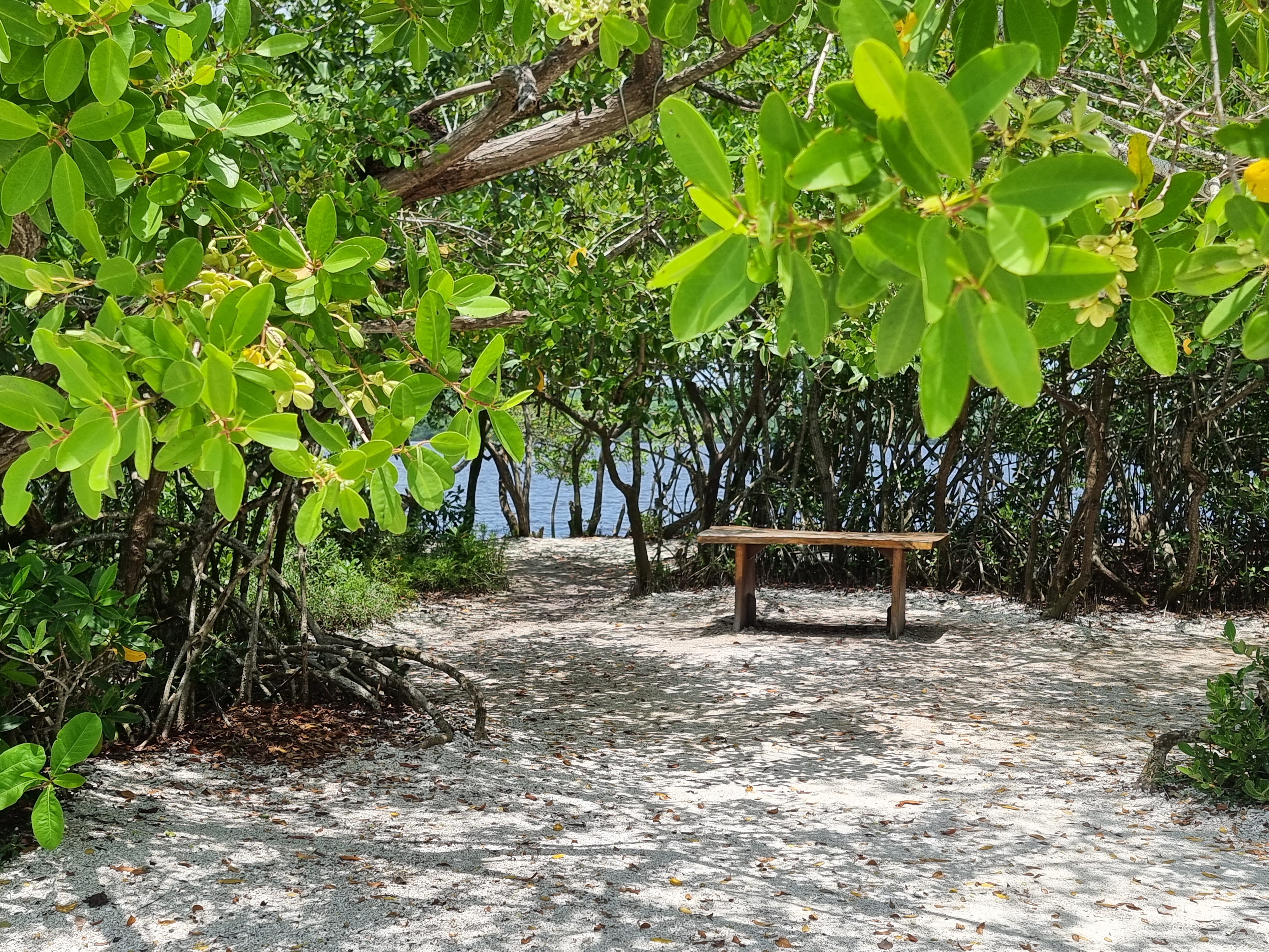 Mangroves avec banc en bois Mexique