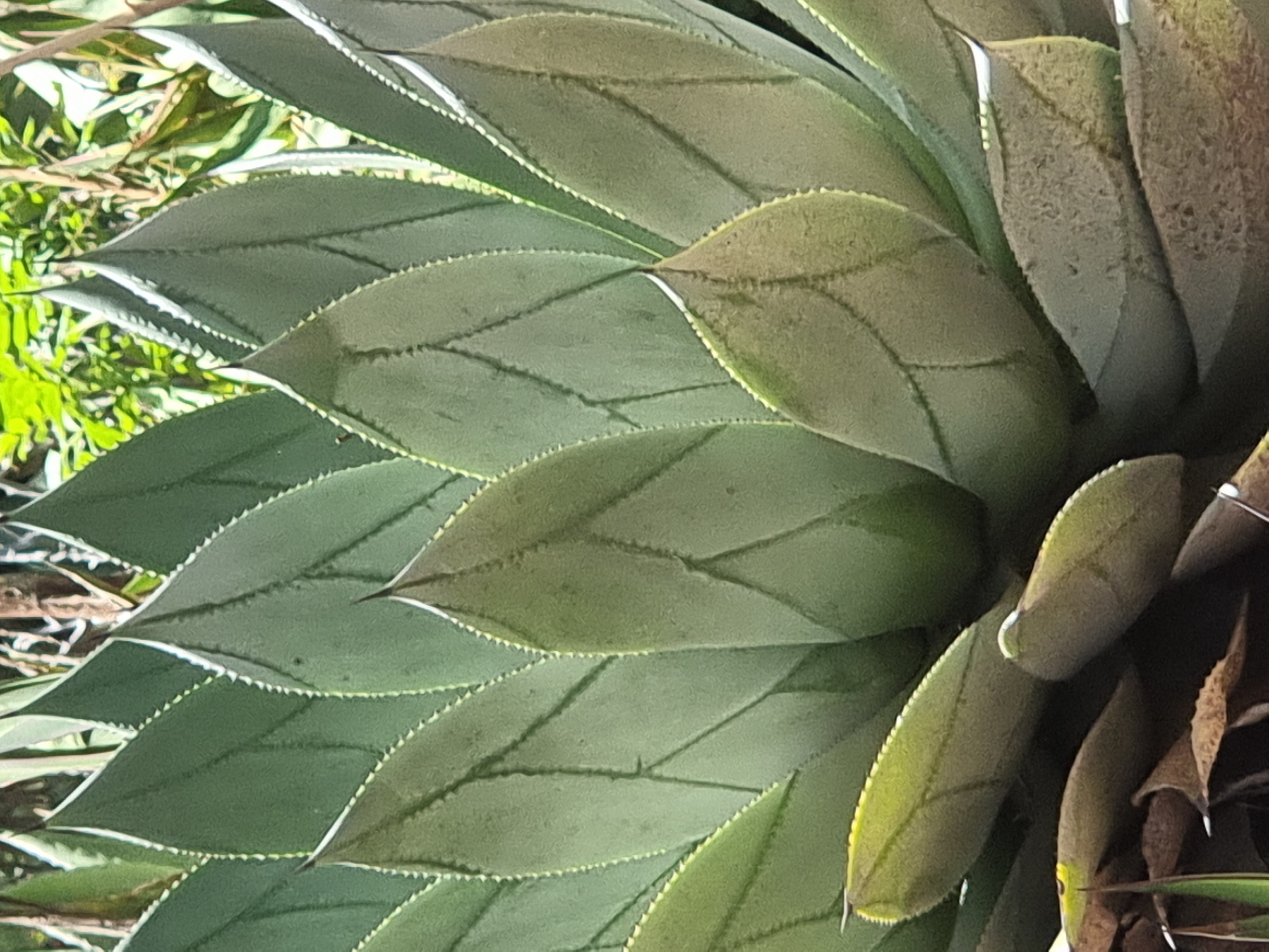 Agave gros plan feuilles dentelées Mexique