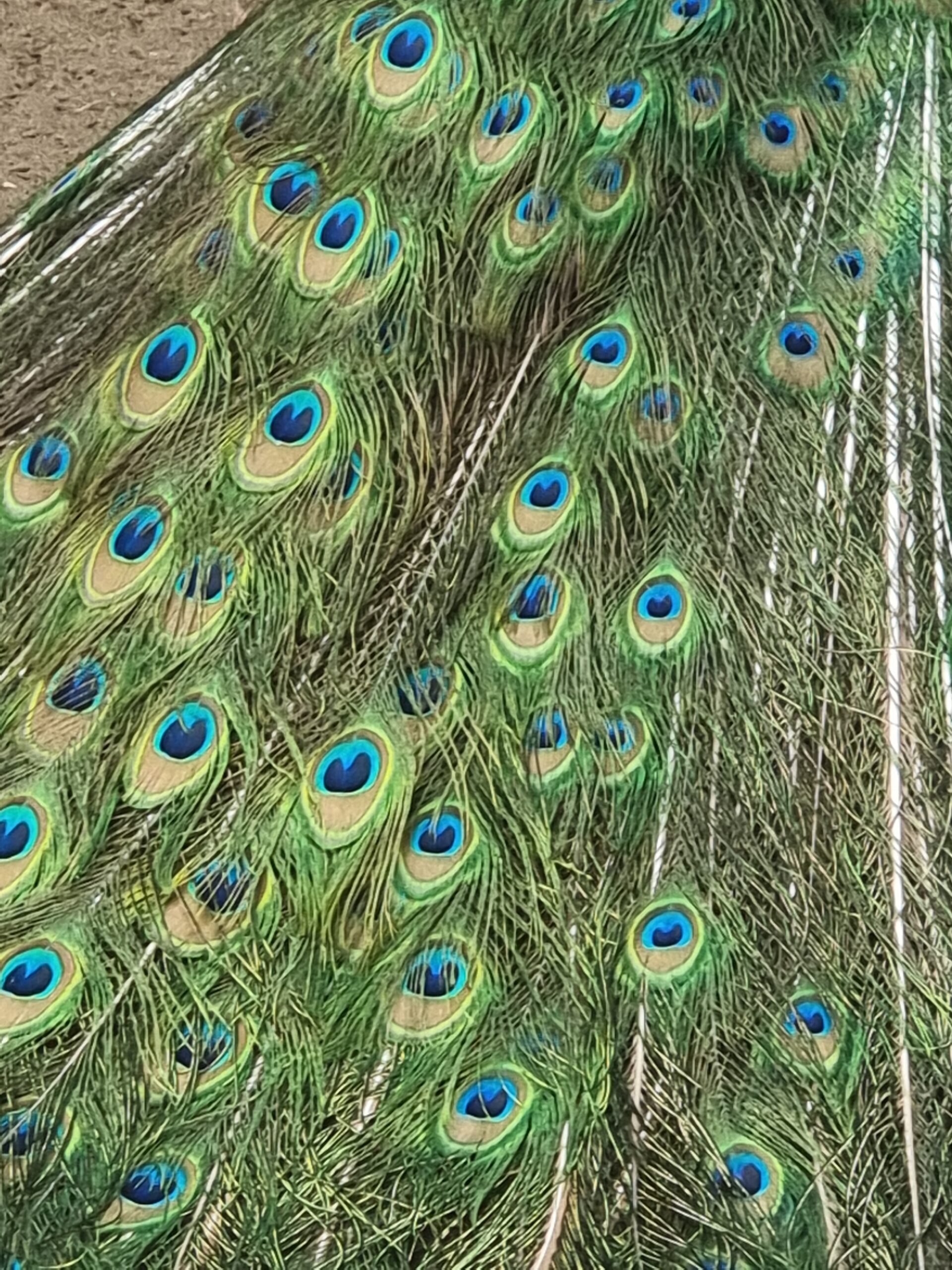Plumes de paon vert iridescent Plumes de paon vert iridescent Mexique
