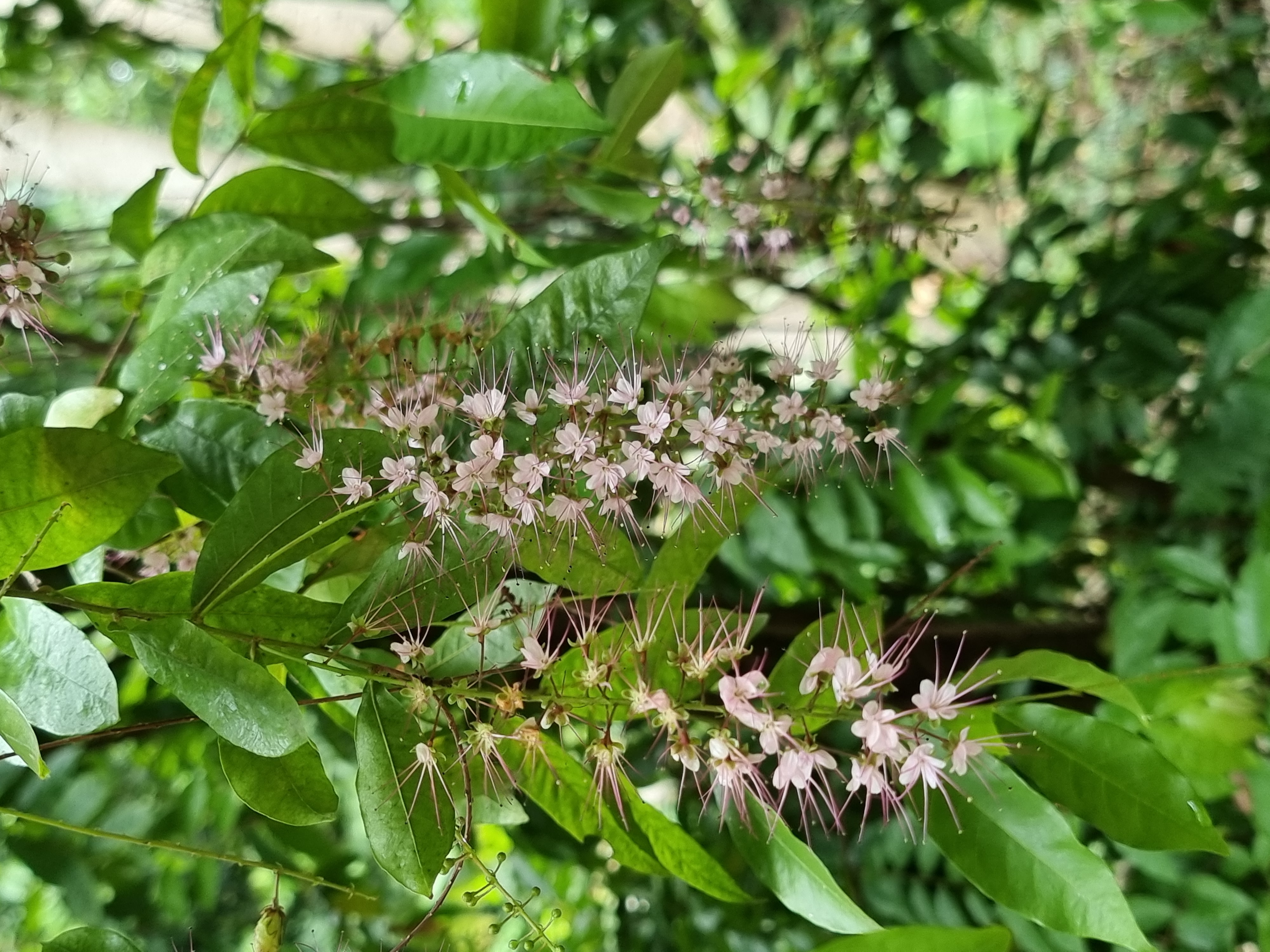 Fleurs roses sur fond vert nature Mexique