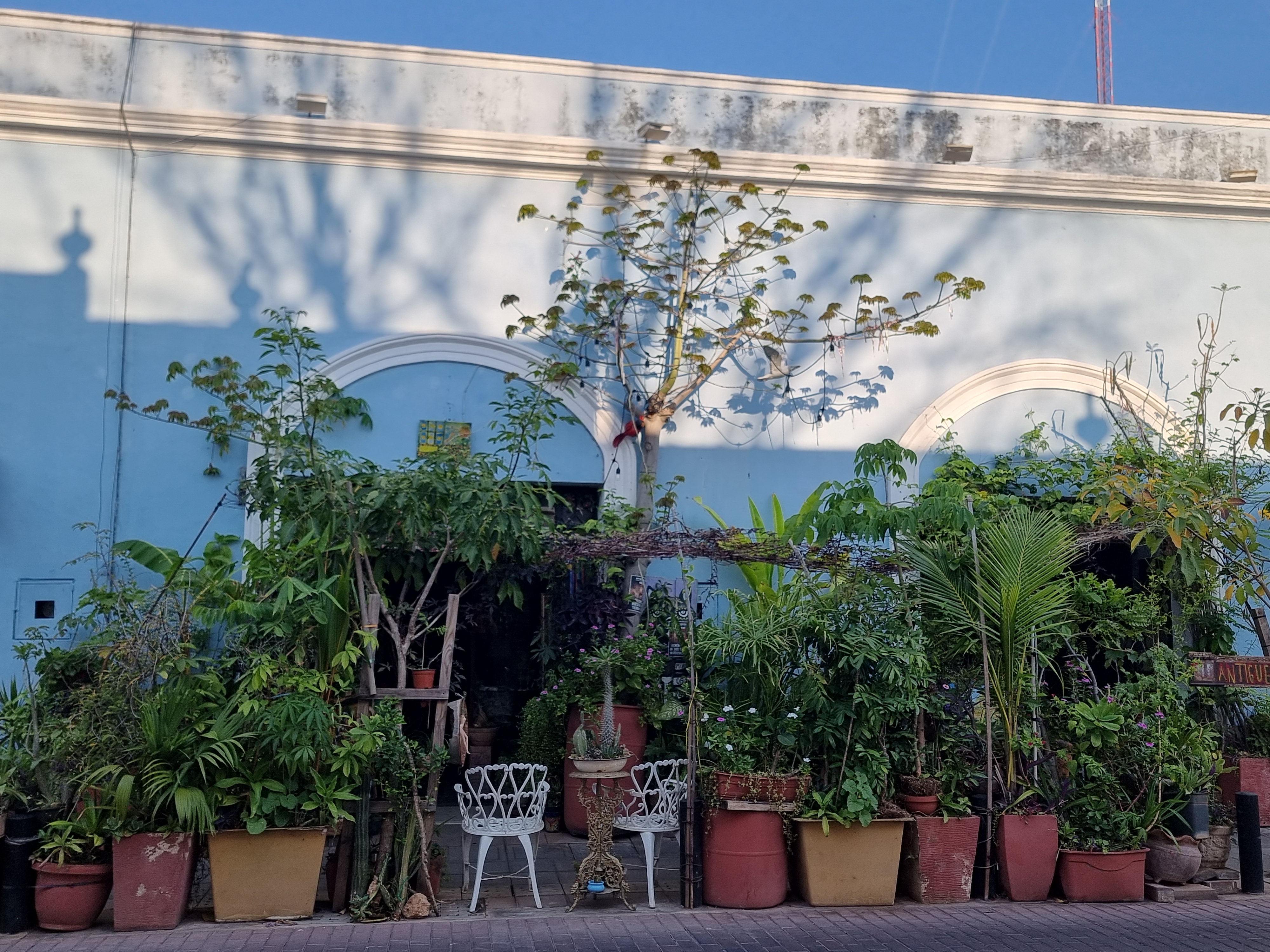 Patio colonial bleu avec plantes vertes Mexique
