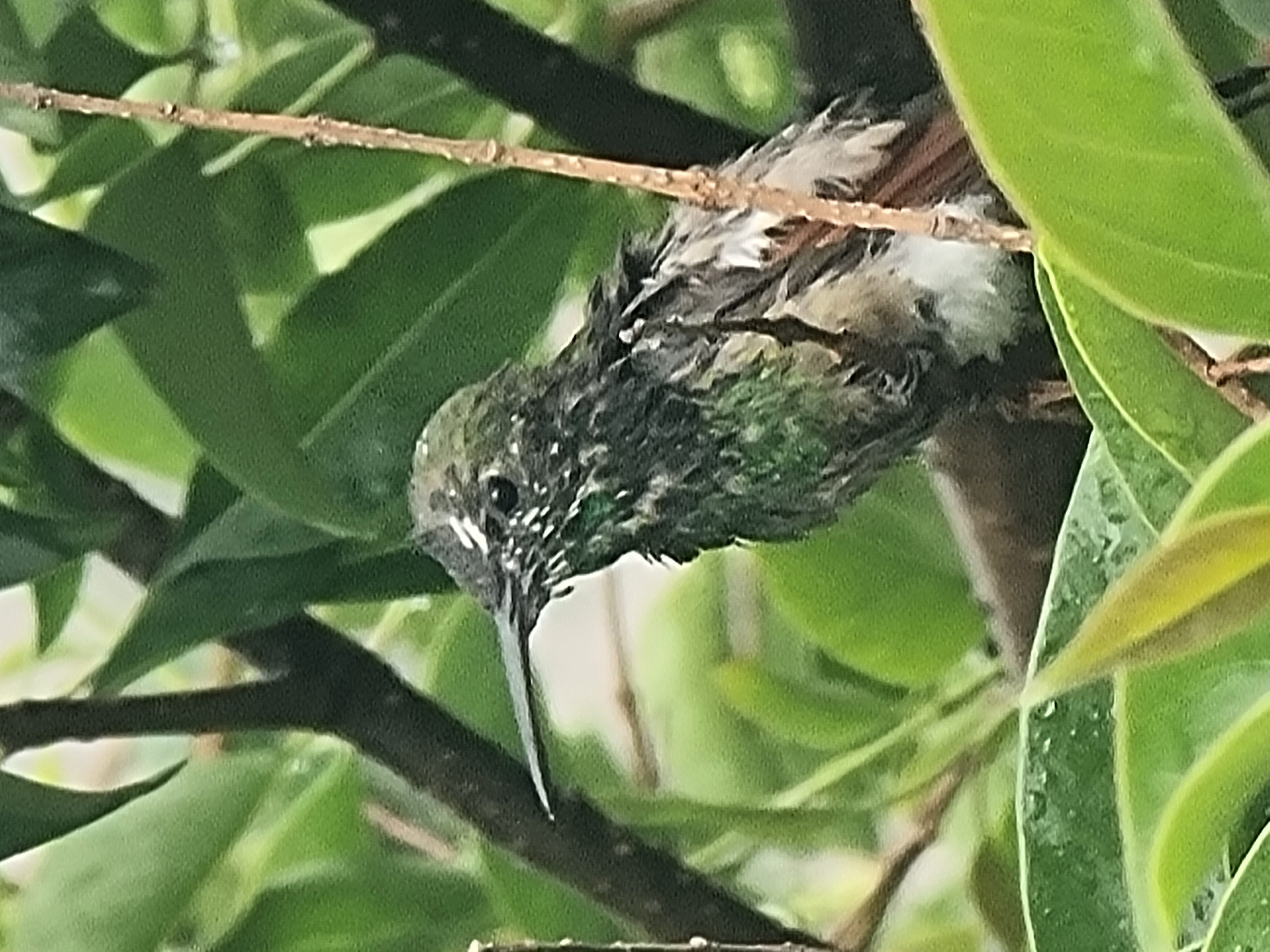 Colibri vert dans le feuillage tropical México